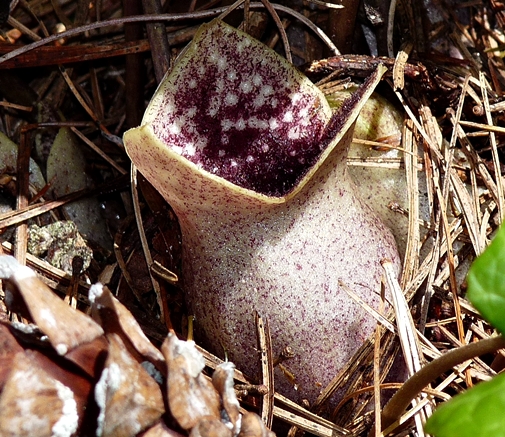 {Hexastylis shuttleworthii}